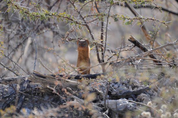 Mangouste rouge Slender mongoose Galerella sanguinea